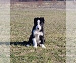 Small #18 Border Collie