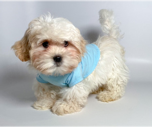 Mal-Shi Puppy for sale in BREA, CA, USA