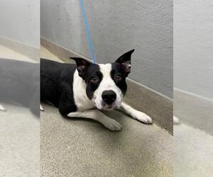 Mutt Dogs for adoption in Las Vegas, NV, USA