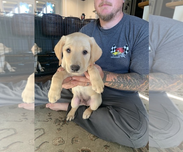 Medium Photo #5 Labrador Retriever Puppy For Sale in NEWBERG, OR, USA