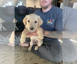 Small #4 Labrador Retriever