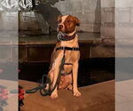 Small #5 American Pit Bull Terrier Mix