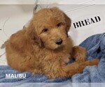 Small Photo #1 Goldendoodle Puppy For Sale in SLIDELL, LA, USA
