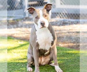 American Staffordshire Terrier Dogs for adoption in Camarillo, CA, USA