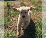 Small Photo #13 Golden Retriever Puppy For Sale in SALISBURY, NC, USA