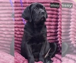 Small #6 Cane Corso