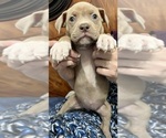 Small Photo #3 American Bully Puppy For Sale in FREDERICKSBURG, VA, USA