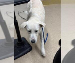 Labrenees Dogs for adoption in Grand Prairie, TX, USA