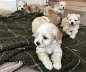 Zuchon Litter for sale in PHOENIX, AZ, USA