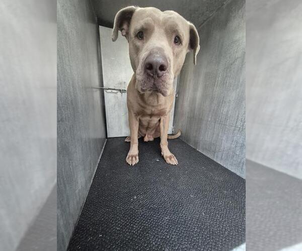 Medium Photo #1 American Staffordshire Terrier-Unknown Mix Puppy For Sale in San Antonio, TX, USA