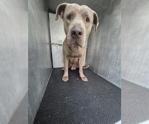 American Staffordshire Terrier-Unknown Mix Dogs for adoption in San Antonio, TX, USA