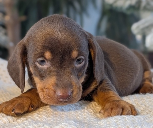 Medium Photo #6 Dachshund Puppy For Sale in GOSHEN, IN, USA