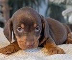 Small #5 Dachshund