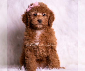 Medium Goldendoodle (Miniature)