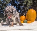 Small #5 Miniature Bernedoodle