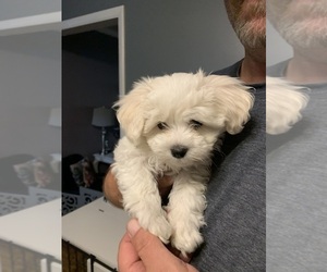 Maltese Puppy for sale in GREENVILLE, OH, USA