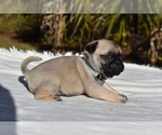Small #1 Pug