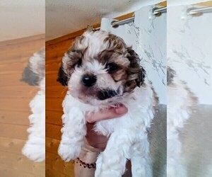 Mal-Shi Puppy for sale in WOBURN, MA, USA
