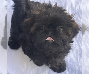 Shih Tzu Puppy for sale in SPG VALLEY LK, CA, USA
