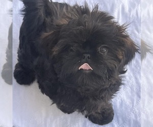 Medium Shih Tzu