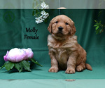 Puppy Molly Cavapoo