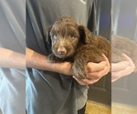 Small #2 F2 Aussiedoodle