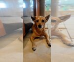 Small Photo #2 Dorgi Puppy For Sale in Missouri City, TX, USA