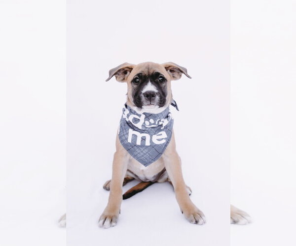 Medium Photo #6 American Staffordshire Terrier-Boxer Mix Puppy For Sale in Princeton, MN, USA