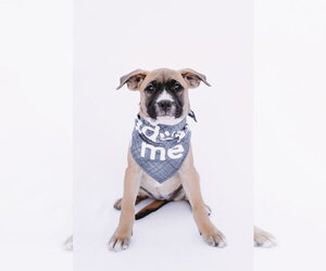 Cider - Female American Staffordshire Terrier-Boxer Mix Dog for Adoption - Photo #6