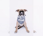 Small Photo #6 American Staffordshire Terrier-Boxer Mix Puppy For Sale in Princeton, MN, USA