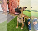Small #3 Black Mouth Cur Mix