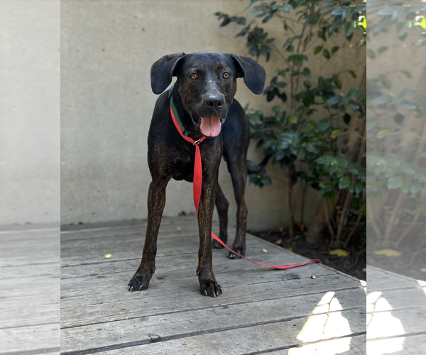 Medium Photo #3 Great Dane-Unknown Mix Puppy For Sale in Marina Del Rey, CA, USA