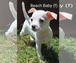 Mutt Dogs for adoption in San Bernardino, CA, USA