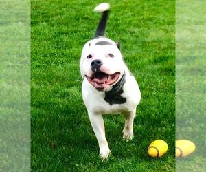 American Bully Dogs for adoption in PUYALLUP, WA, USA