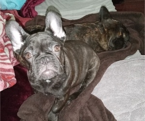 French Bulldog Puppy for sale in LOS ANGELES, CA, USA