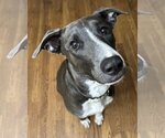 Small #33 American Pit Bull Terrier Mix