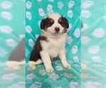 Small Photo #5 Australian Shepherd Puppy For Sale in LANCASTER, PA, USA