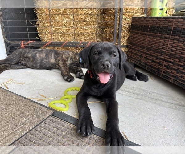 Medium Photo #1 Rotticorso Puppy For Sale in REEVESVILLE, SC, USA