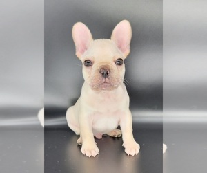 French Bulldog Puppy for sale in PLEASANTON, TX, USA