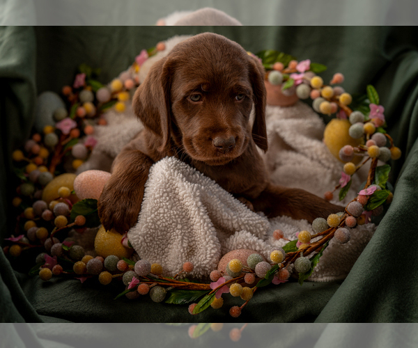 Medium Photo #2 Labradoodle Puppy For Sale in DEEPWATER, MO, USA