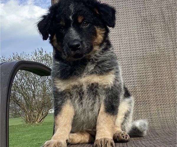 Medium Photo #6 Australian Cattle Dog-Border Collie Mix Puppy For Sale in RICHMOND, MI, USA