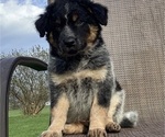 Small #5 Australian Cattle Dog-Border Collie Mix