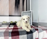 Small Photo #4 Australian Shepherd Puppy For Sale in FRANKLIN, IN, USA