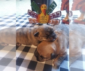 French Bulldog-Poodle (Toy) Mix Puppy for sale in NEW WAVERLY, TX, USA