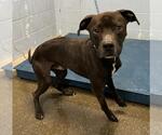 Small American Pit Bull Terrier