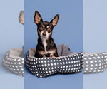 Small #3 Chihuahua Mix