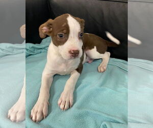 Boston Terrier Dogs for adoption in GILBERTS, IL, USA