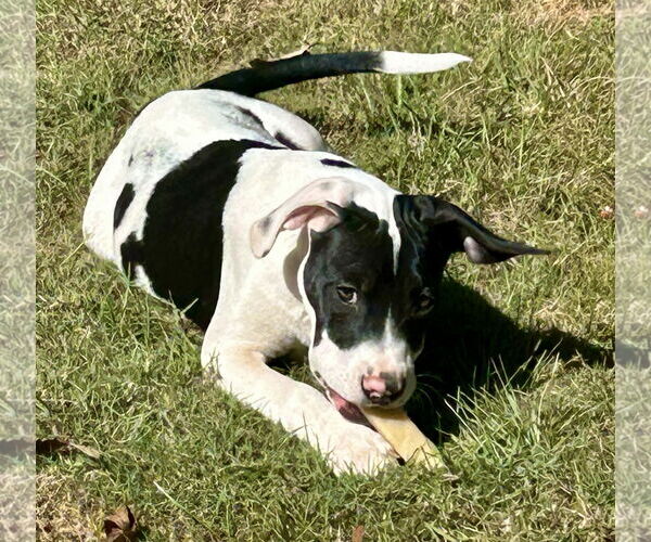 Medium Photo #4 Bulldog-Unknown Mix Puppy For Sale in Wetumpka, AL, USA