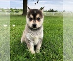 Small Photo #5 Alaskan Klee Kai Puppy For Sale in WILLIAMSBURG, OH, USA