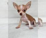 Small #13 Chihuahua